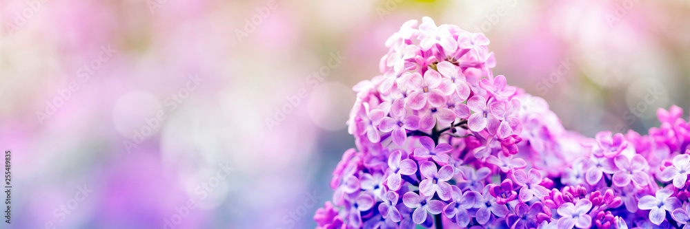 Purple lilac flowers in spring blossom Purple lilac flowers in spring blossom