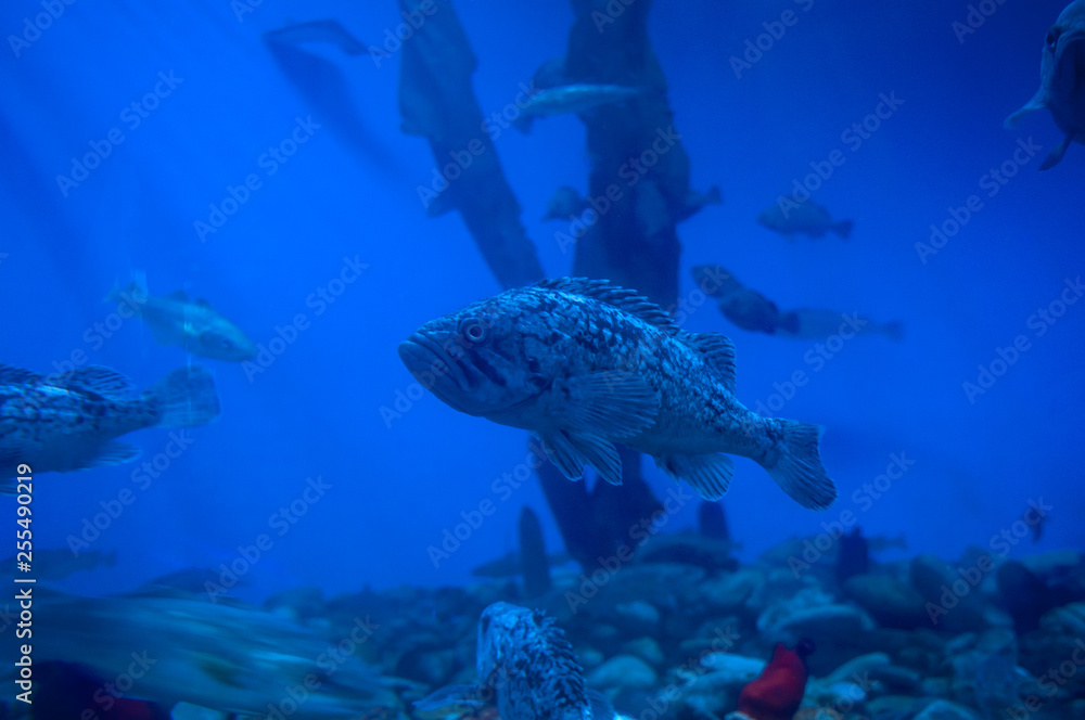 Big fish on the seabed Big fish on the seabed