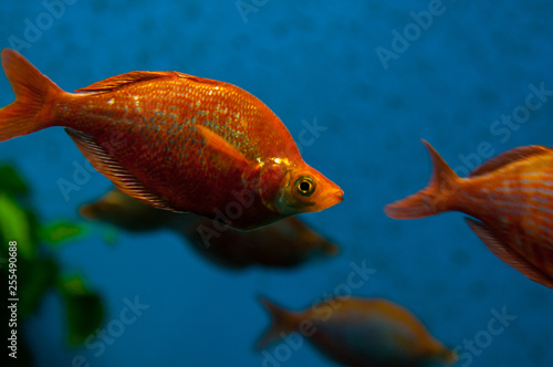 Fish in a large aquarium. Red iris or Aterina red (Glossolepis incisus) photo