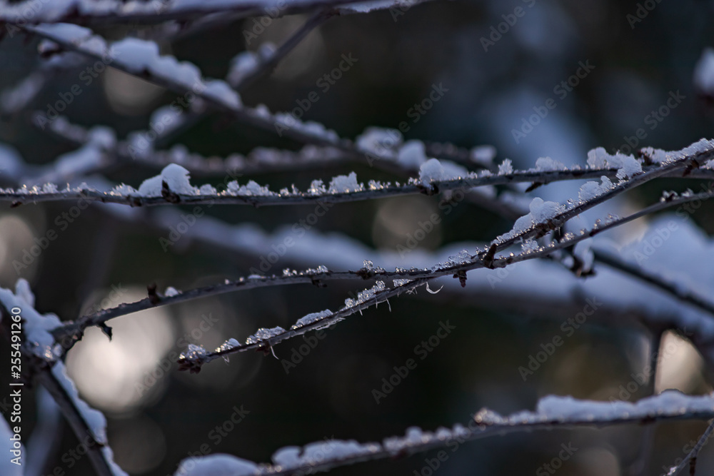 sun lighting snow resing on a tree branch sun lighting snow resing on a tree branch