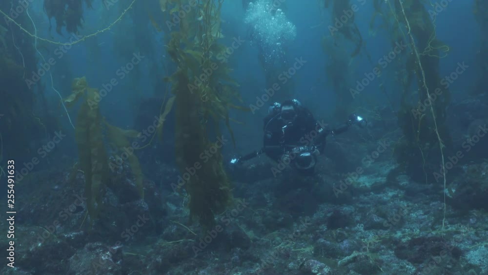 Scuba Diver With Camera Swims Through Kelp Scuba Diver With Camera Swims Through Kelp