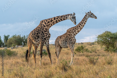 Male and female giraffe mating in Maasai Mara at sunset