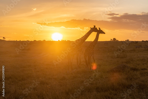 Silhouette of Male and female giraffe at sunset in Maasai Mara national park