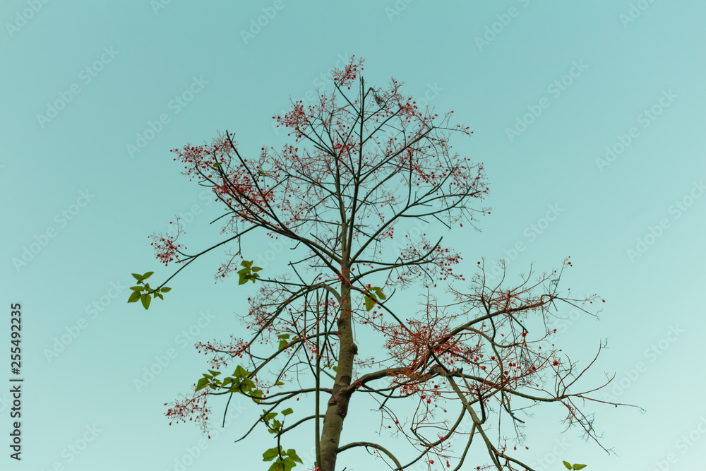 Fototapeta premium Dry tree on a sky background at Bangkok Thailand.
