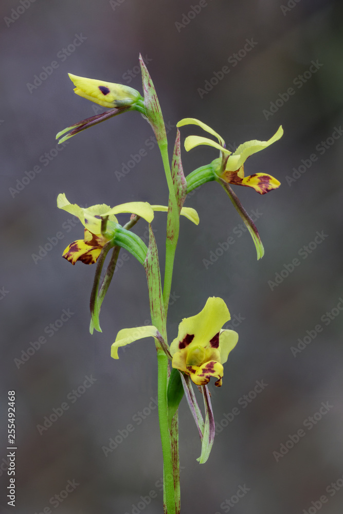 Tiger Orchid (Diuris sulphurea) - endemic to eastern Australia Tiger Orchid (Diuris sulphurea) - endemic to eastern Australia