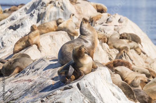 South American sea lion colony on Beagle channel