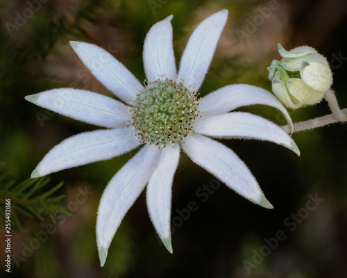 Flannel Flower with bud  Actinotus helianthi  - iconic Australian wildflower