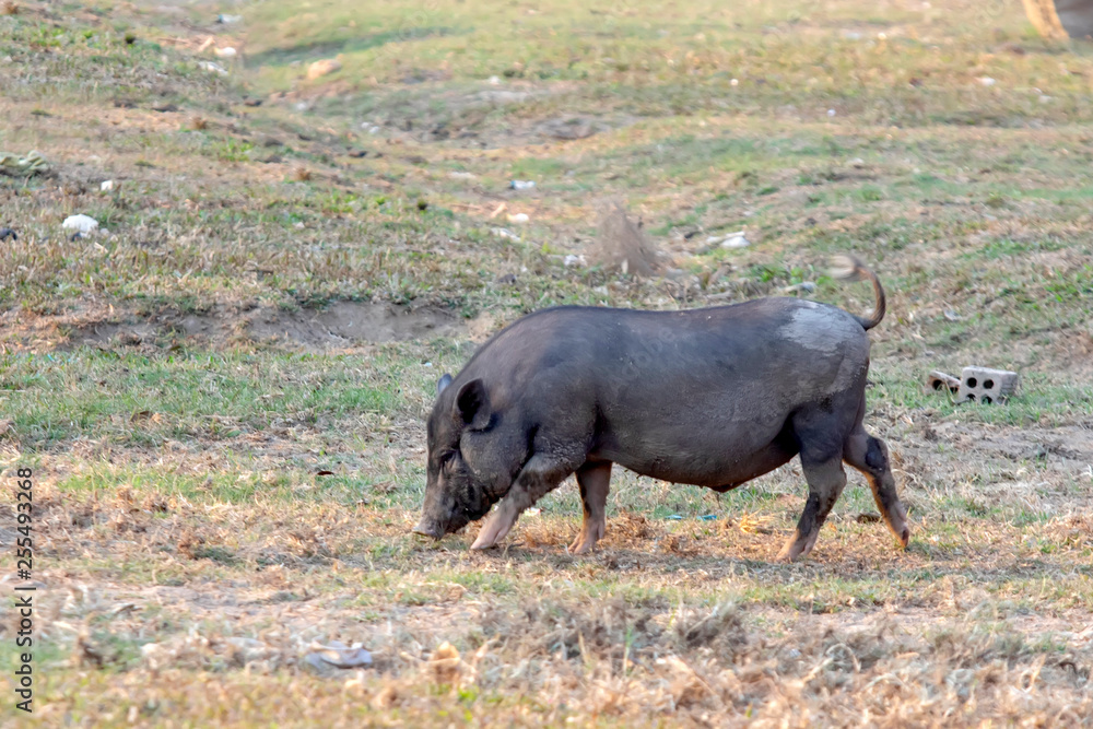 pig across the dust road in Lak Dac Lak Vietnam pig across the dust road in Lak Dac Lak Vietnam