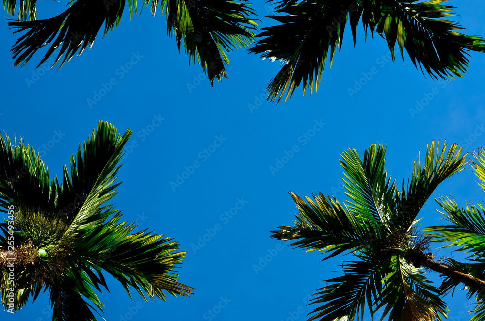 Photo of Areca catechu tree and green leaves which is species of palm ...