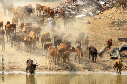 cows across the dust road in Lak Dac Lak Vietnam