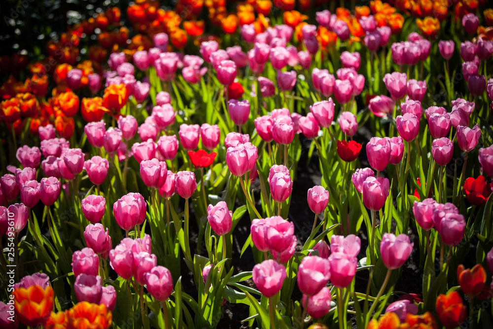Tulips in the garden at the morning.