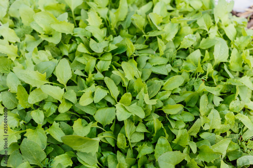 Garden Strawberry spinach Garden Strawberry spinach