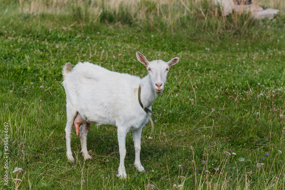 Obraz premium White goat stands on the Meadow