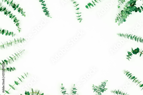 green eucalyptus leaves, branches, herbs, plants on white background top view. copy space. flat lay
