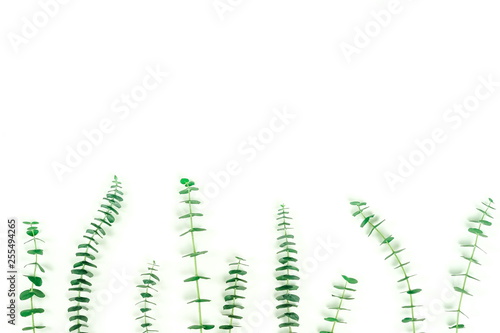green eucalyptus leaves, branches, herbs,   plants on white background top view. copy space. flat lay