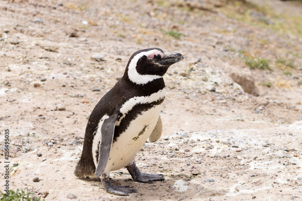 Naklejka premium Magellanic penguin. Caleta Valdes penguin colony, Patagonia, Argentina