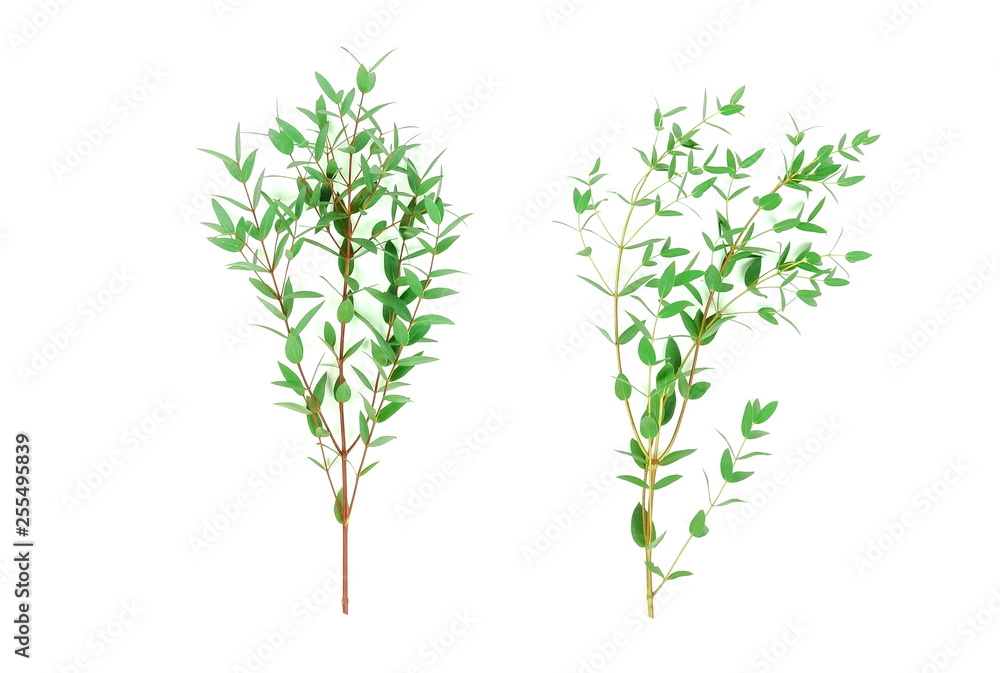 Fototapeta premium green eucalyptus leaves, branches isolated on white background. flat lay, top view. copy space