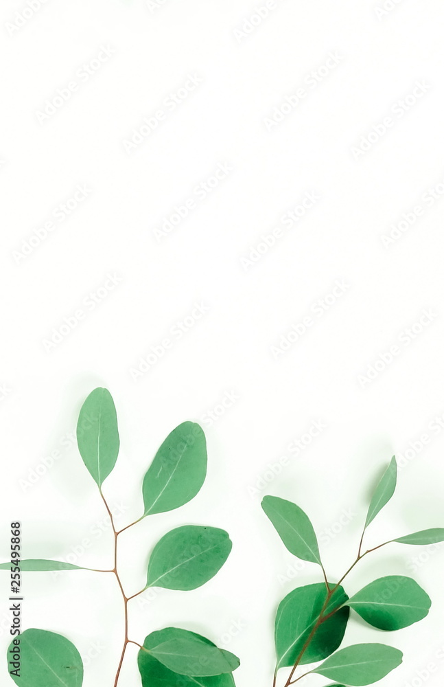 green eucalyptus leaves, branches isolated on white background. flat lay, top view. copy space