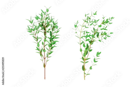 green eucalyptus leaves, branches isolated on white background. flat lay, top view. copy space