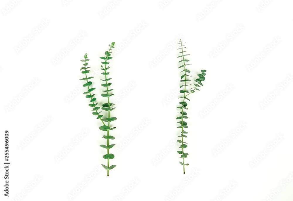 green eucalyptus leaves, branches, herbs, plants on white background top view. copy space. flat lay green eucalyptus leaves, branches, herbs, plants on white background top view. copy space. flat lay