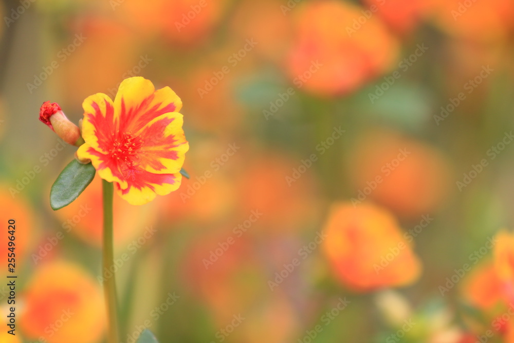 Red flowers, yellow edges in the flower garden Red flowers, yellow edges in the flower garden
