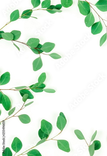 green eucalyptus leaves, herbs, branches,  plants frame border on white background top view. copy space. flat lay