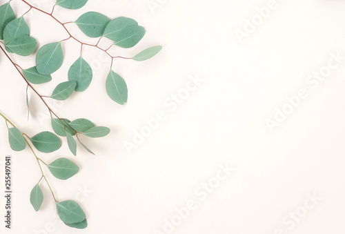 green eucalyptus branches herbs  leaves   plants frame border on pastel color  background top view. copy space. flat lay