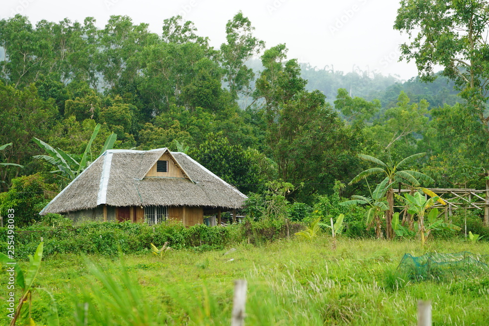 Farm house in the jungle near Bacolod City, Philippines
