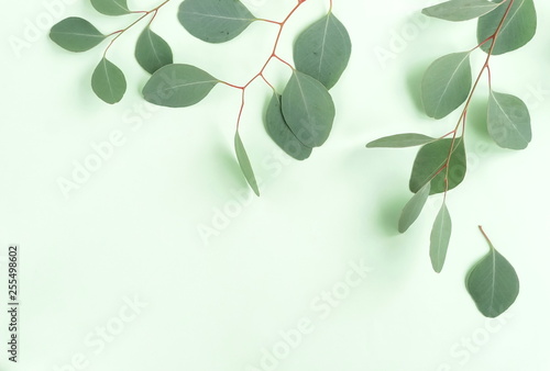 green eucalyptus branches herbs  leaves   plants frame border on pastel color  background top view. copy space. flat lay