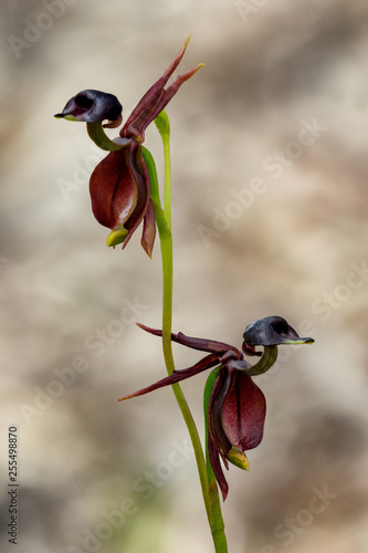 Flying Duck Orchid (Caleana major) - native to Australian wilderness - only approx 20mm long. These tiny orchids attract male sawflies which are tricked into thinking the plants are female sawflies.
