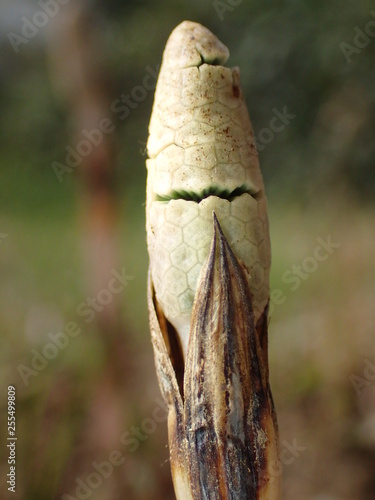 Tokyo,Japan-March 16, 2019: Young Horsetail or Equisetum Telmateia in spring in Japan