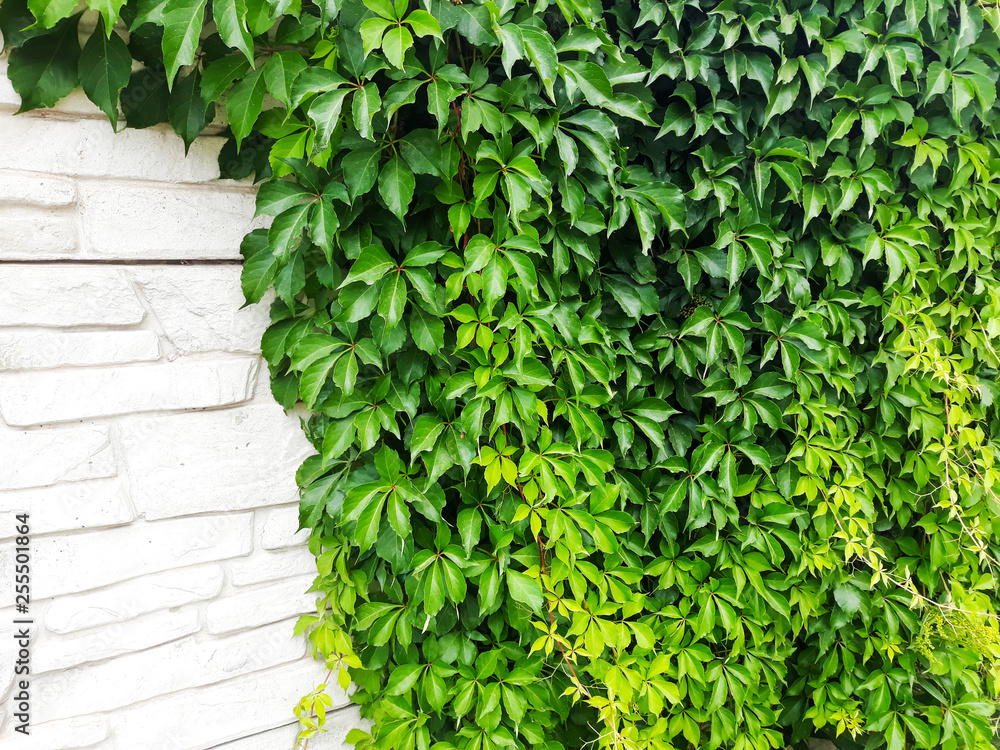Leaves of ivy covering the wall. Stone wall with ivy for background or texture. Leaves of ivy covering the wall. Stone wall with ivy for background or texture.