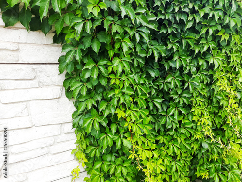 Leaves of ivy covering the wall. Stone wall with ivy for background or texture. © Iryna