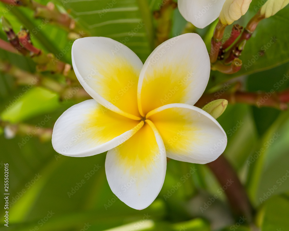 Yellow and White Frangipani Flowers Yellow and White Frangipani Flowers