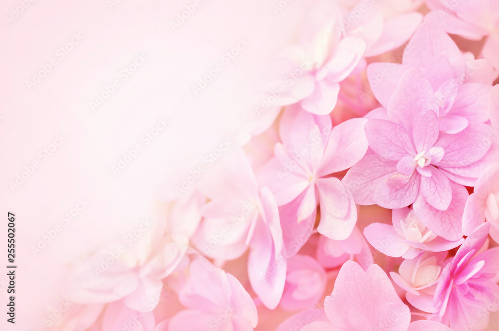 Summer blossoming hydrangea, flower bokeh background, pastel and soft floral card, selective focus	