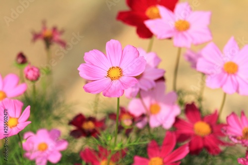 Those flowers bloom in the garden © Freebird8