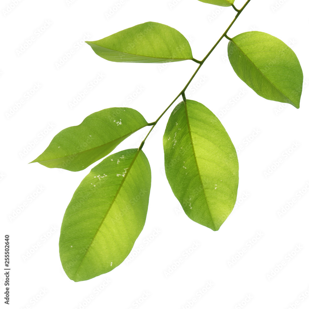 Naklejka premium green tree branch isolated on white, nature frame