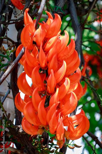 Flower of New Guinea creeper, Red Lade Vine in the garden photo