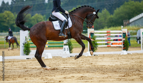 Horse dressage with rider in the dressage quadrangle, photographed from the side in a gallop pirouette..