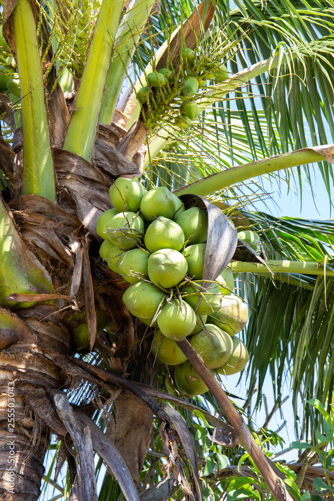 Fototapeta premium Coconut tree with coconut fruit