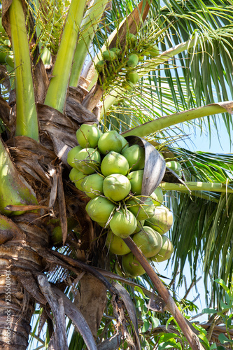 Coconut tree with coconut fruit