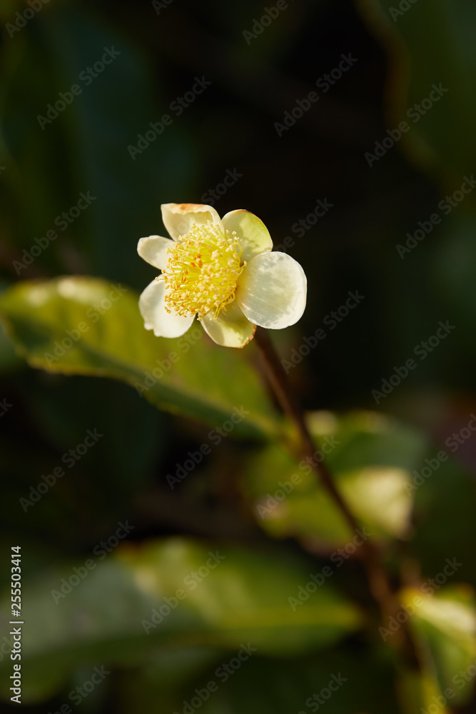 Obraz premium tea flower in sunlight