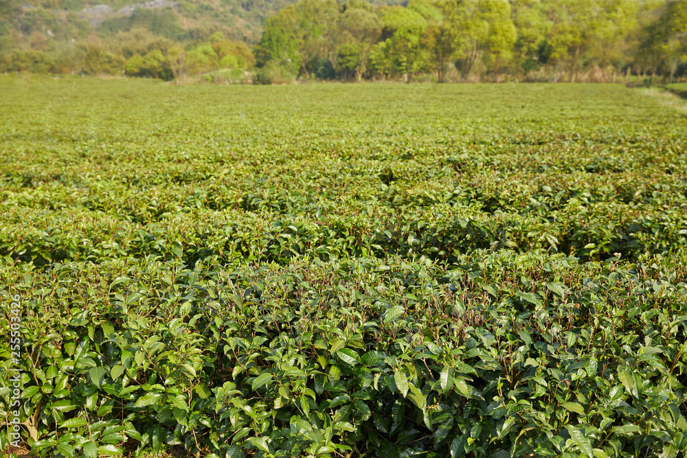 green tea garden green tea garden