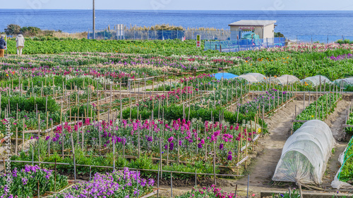 千倉町の花畑の風景