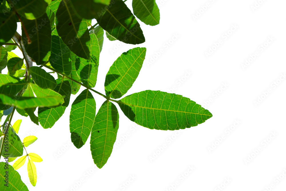 green tree branch isolated green tree branch isolated