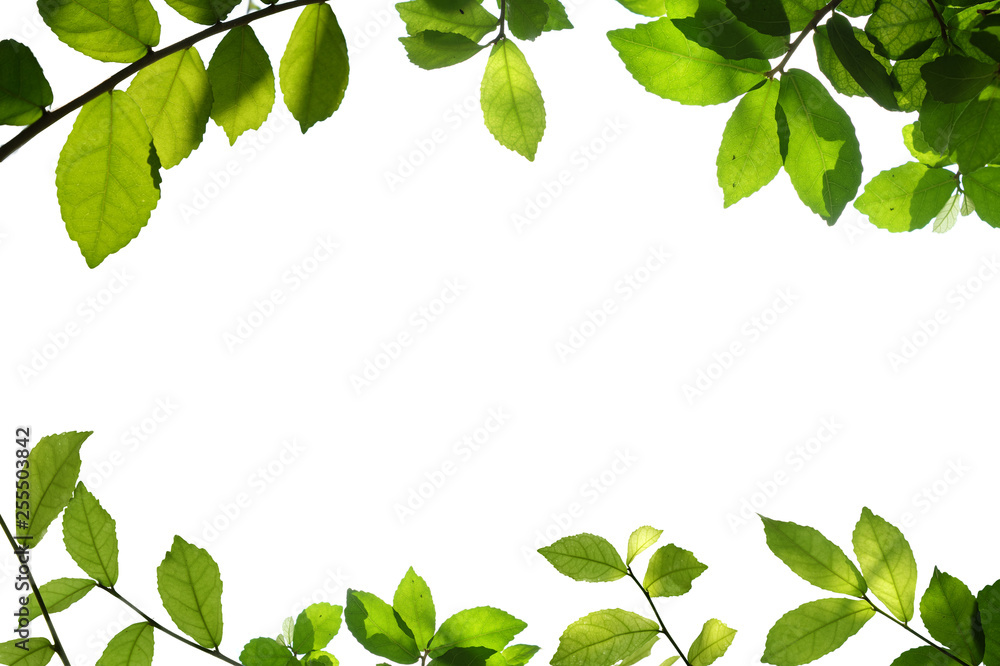 green tree branch isolated