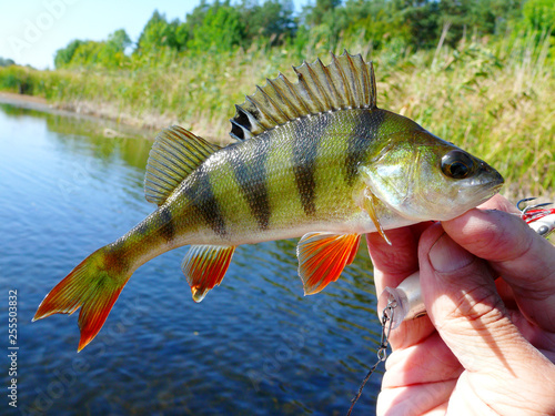River perch in the hand of the angler on the background of the river