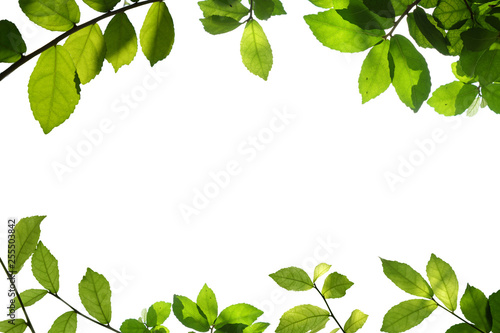 green tree branch isolated