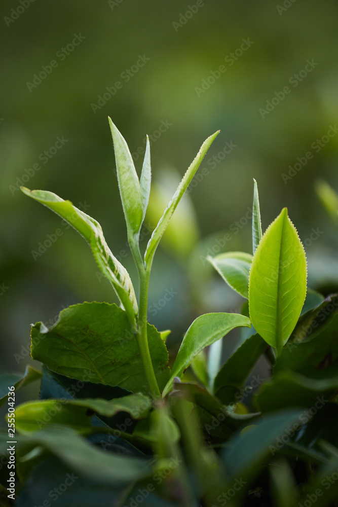 Obraz premium green fresh tea leaf 