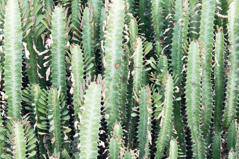 Textures and backgrounds of Asia. Dense thickets of cacti in the jungle. South Vietnam.